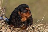 CAVALIER KING CHARLES 415